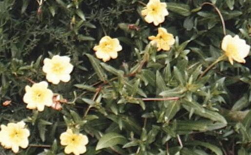 Oenothera aff. macroscles
