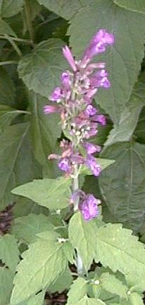 Agastache barberi