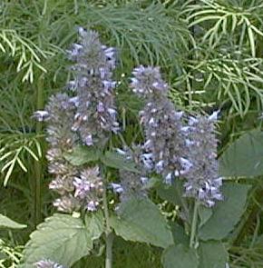 Agastache rugosa