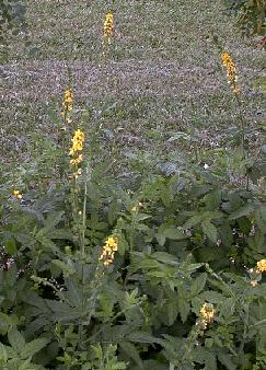 Agrimonia procera
