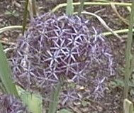 Allium christophii