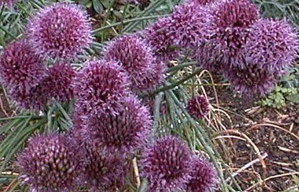 Allium sphaerocephalum