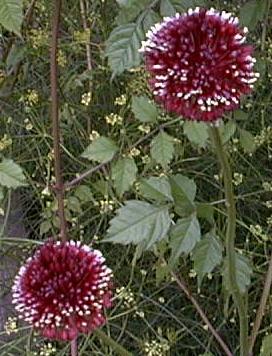 Allium amethystinum
