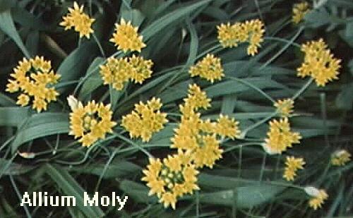 Allium moly