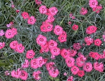 Dianthus allwoodii