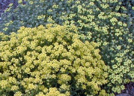 Alyssum montanum, Alyssum saxatile 'compactum'