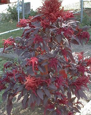 Amaranth sp. 'intense purple'