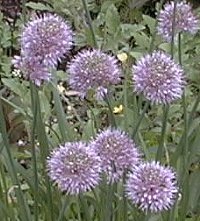 Allium amphibolum