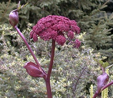 Angelica gigas