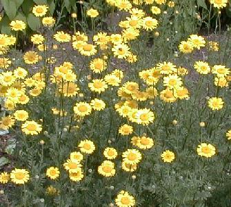 Anthemis tinctoria