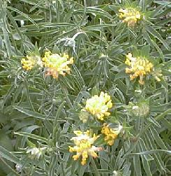 Anthyllis vulneraria