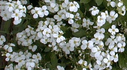 Arabis alpina