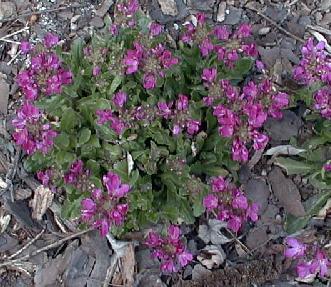 Arabis blepharophylla 'spring magic'