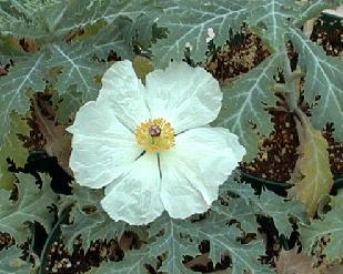 Argemone polyanthemos
