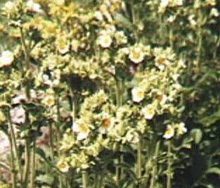 Potentilla arguta