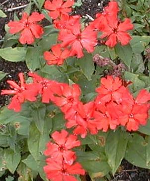 Lychnis x arkwrightii