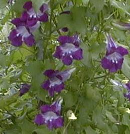 Asarina scandens