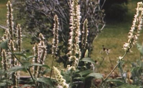 Agastache scrophulariaefolia