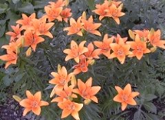 Lilium sp.