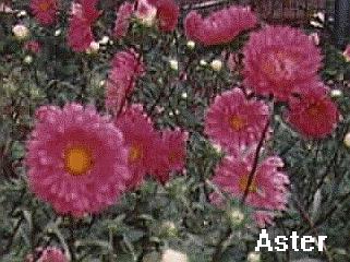 Callistephus chinensis
