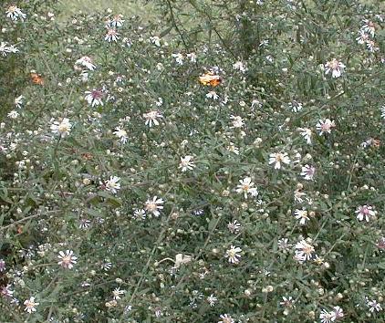 Aster lateriflorus 'horizontalis'