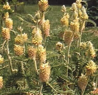 Astragalus centralpinus