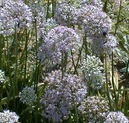 Allium senescens