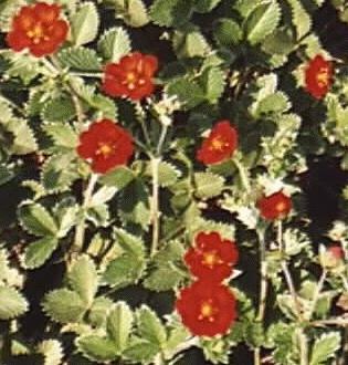 Potentilla atrosanguinea