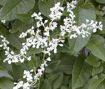 Polygonum aubertii