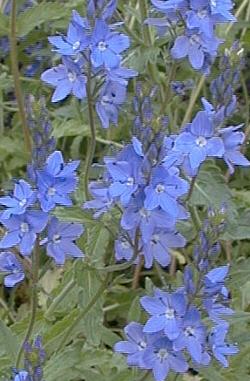 Veronica austriaca