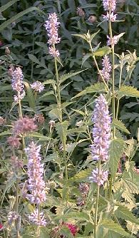Monarda austromontana