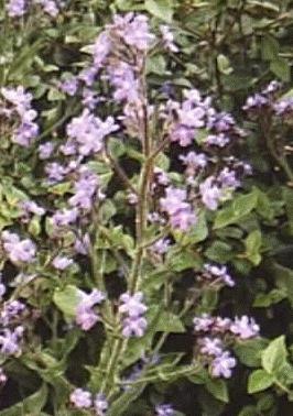 Anchusa azurea