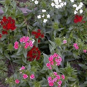 Dianthus barbatus