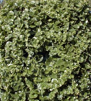 Basella alba