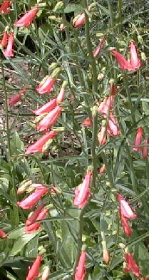Penstemon barbatus