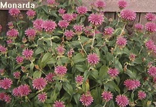 Monarda didyma