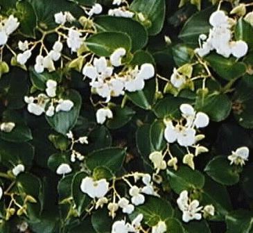 Begonia cucullata
