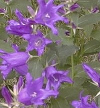 Campanula latifolia