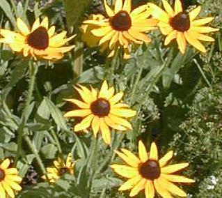 Rudbeckia fulgida
