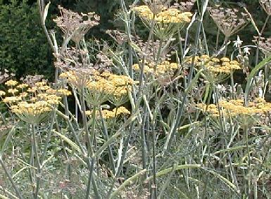 Foeniculum vulgare 'purpureum'