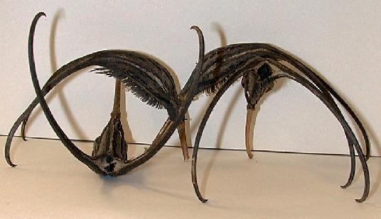 Proboscidea louisianica