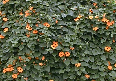 Thunbergia alata