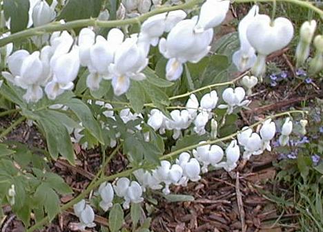 Dicentra spectabilis alba