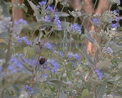 Caryopteris incana