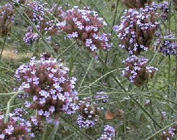 Verbena bonariensis