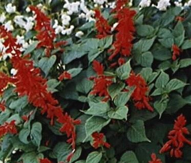 Salvia coccinea 'bonfire'