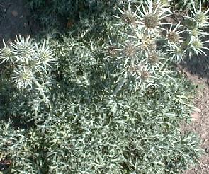 Eryngium bourgatii
