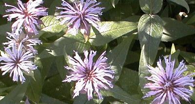 Monarda bradburiana