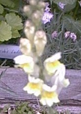 Antirrhinum braun-blanquetti