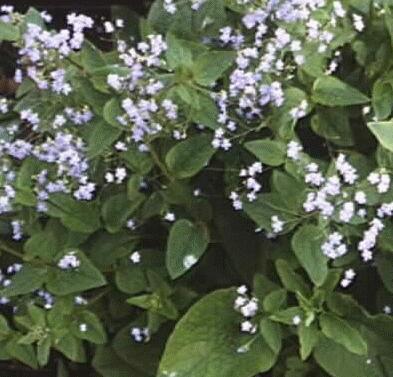 Brunnera macrophylla